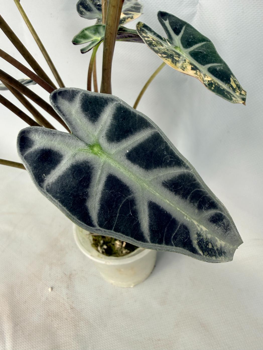 Alocasia Bambino Variegata Aurea 03