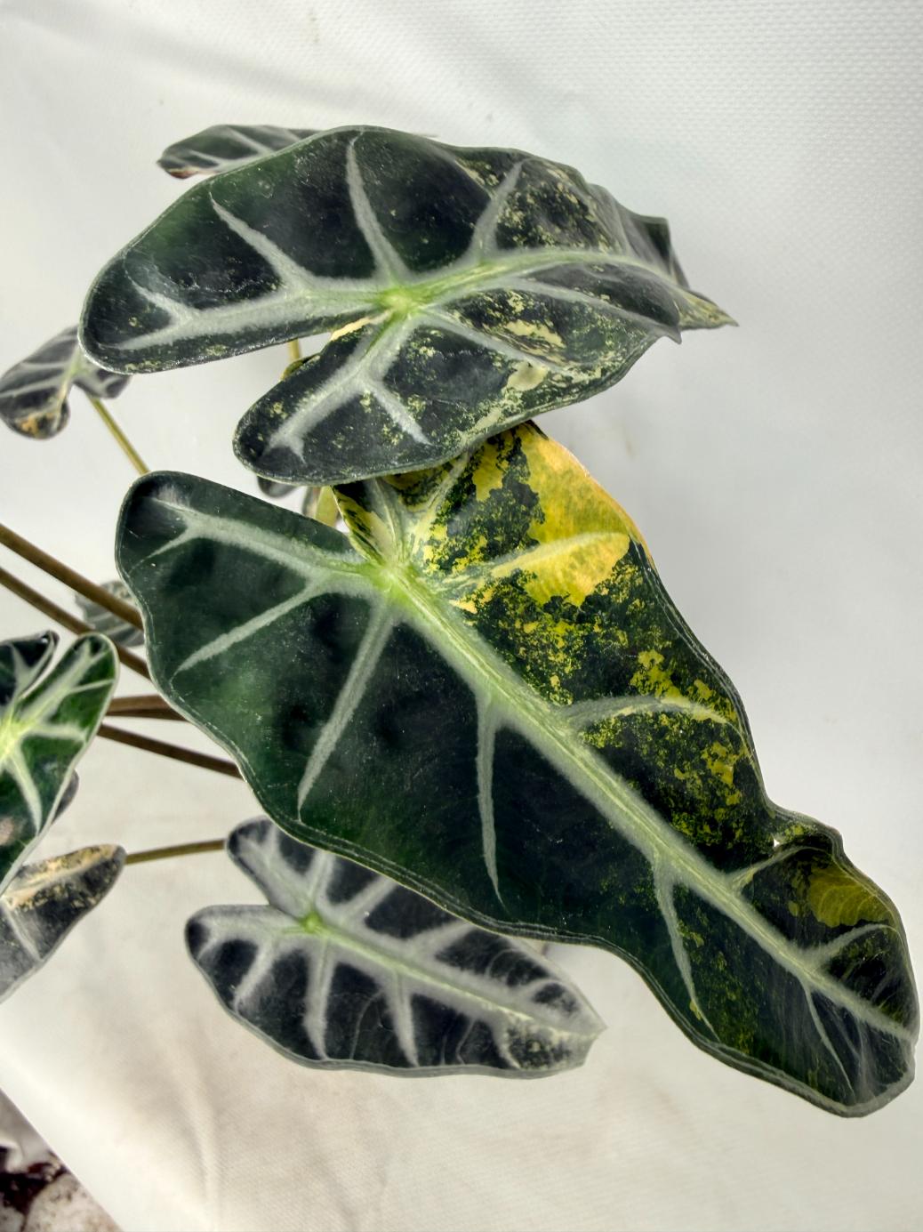 Alocasia Bambino Variegata Aurea 04