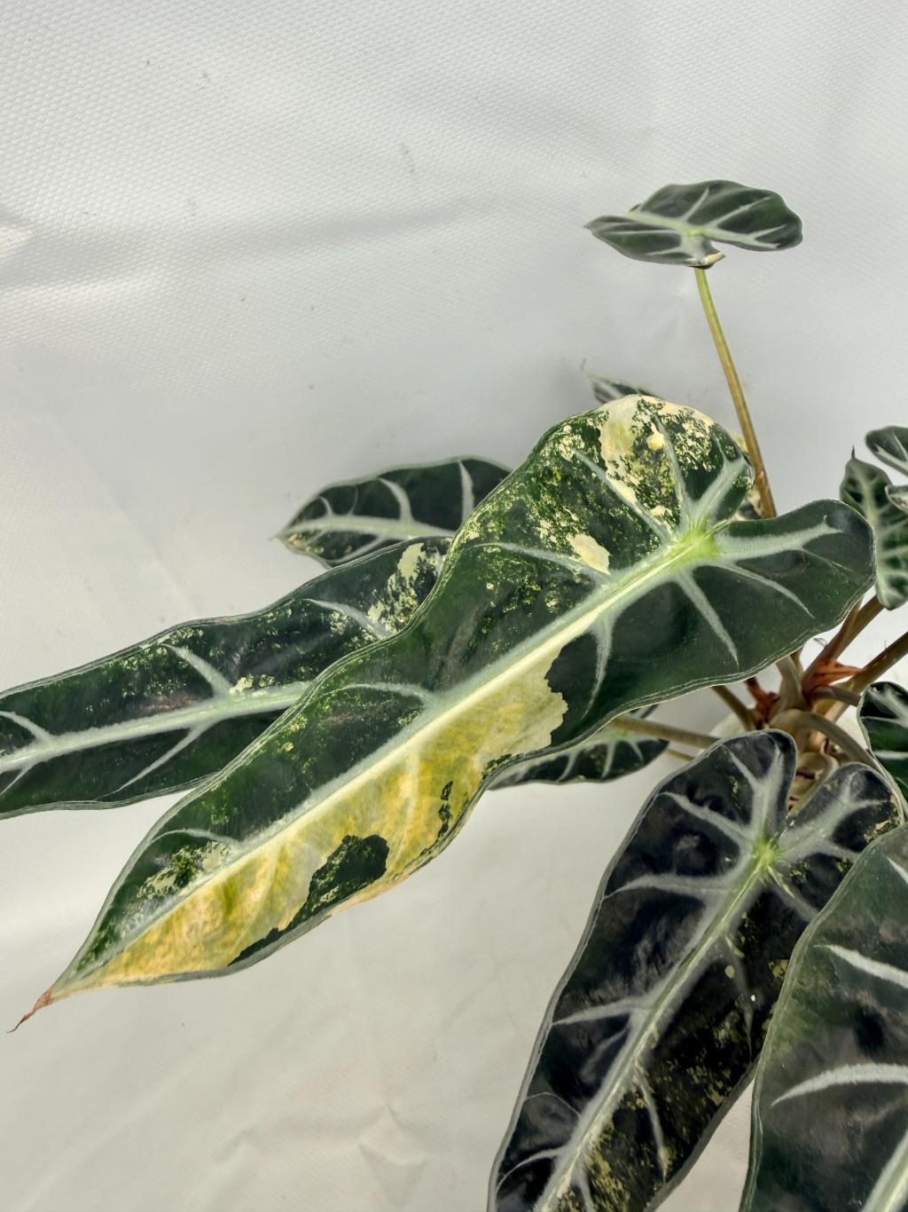 Alocasia Bambino Variegata Aurea 05