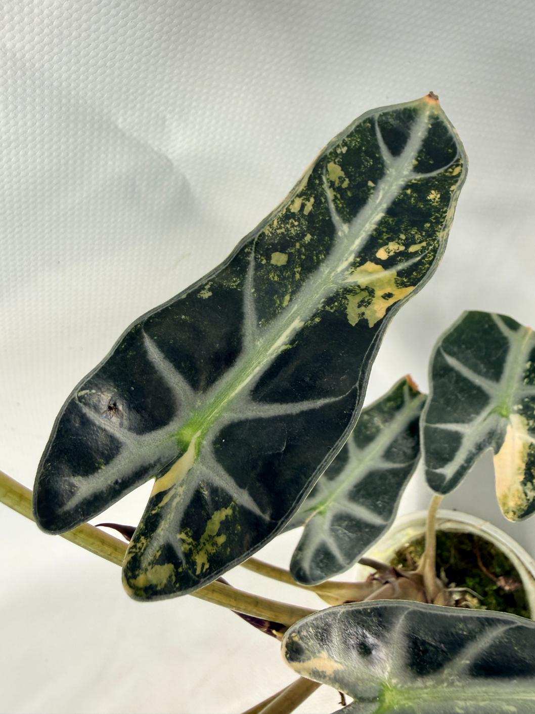 Alocasia Bambino Variegata Aurea 05