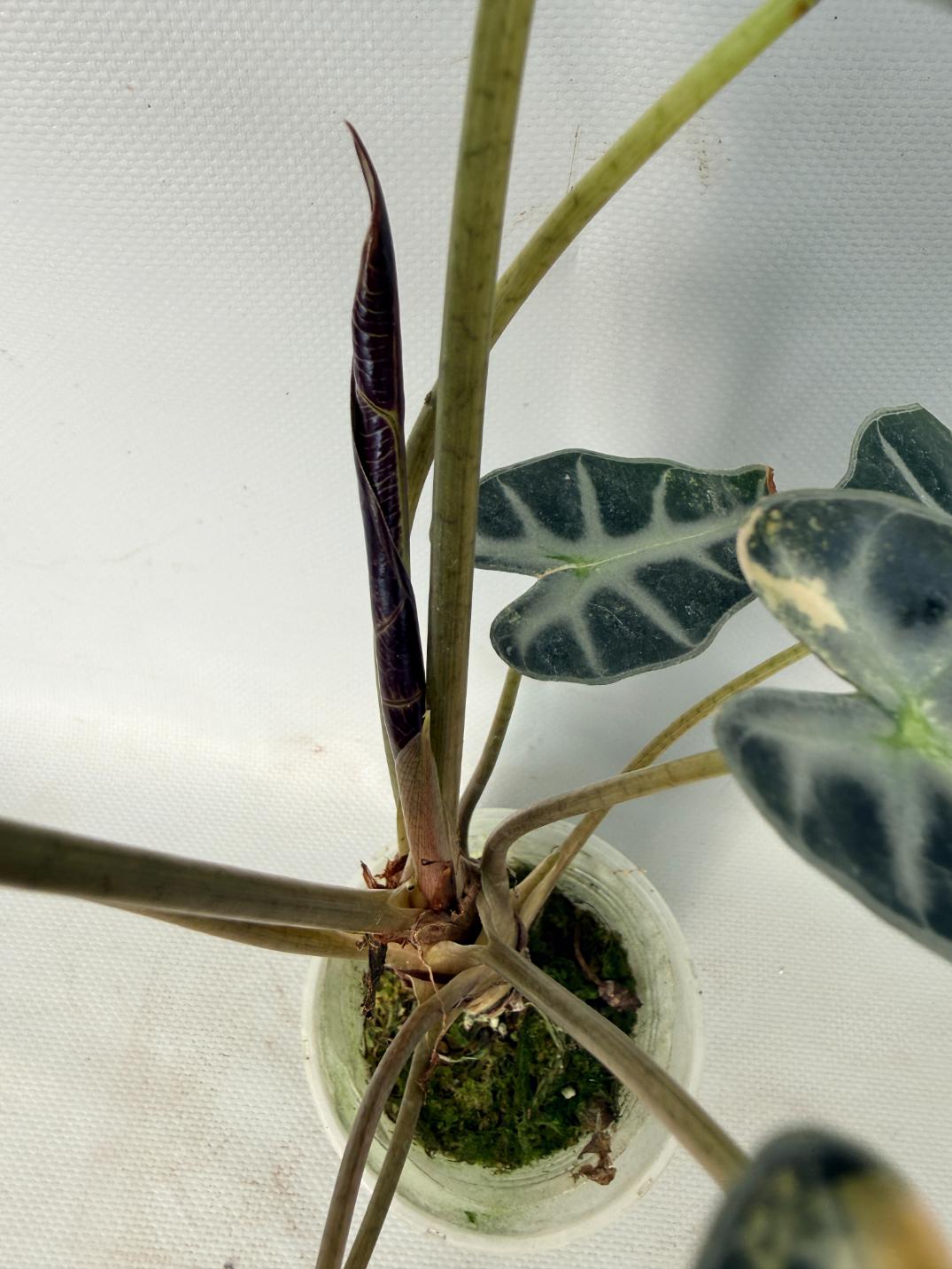 Alocasia Bambino Variegata Aurea 06