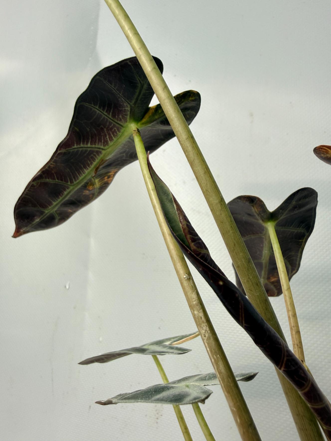 Alocasia Bambino Variegata Aurea 07