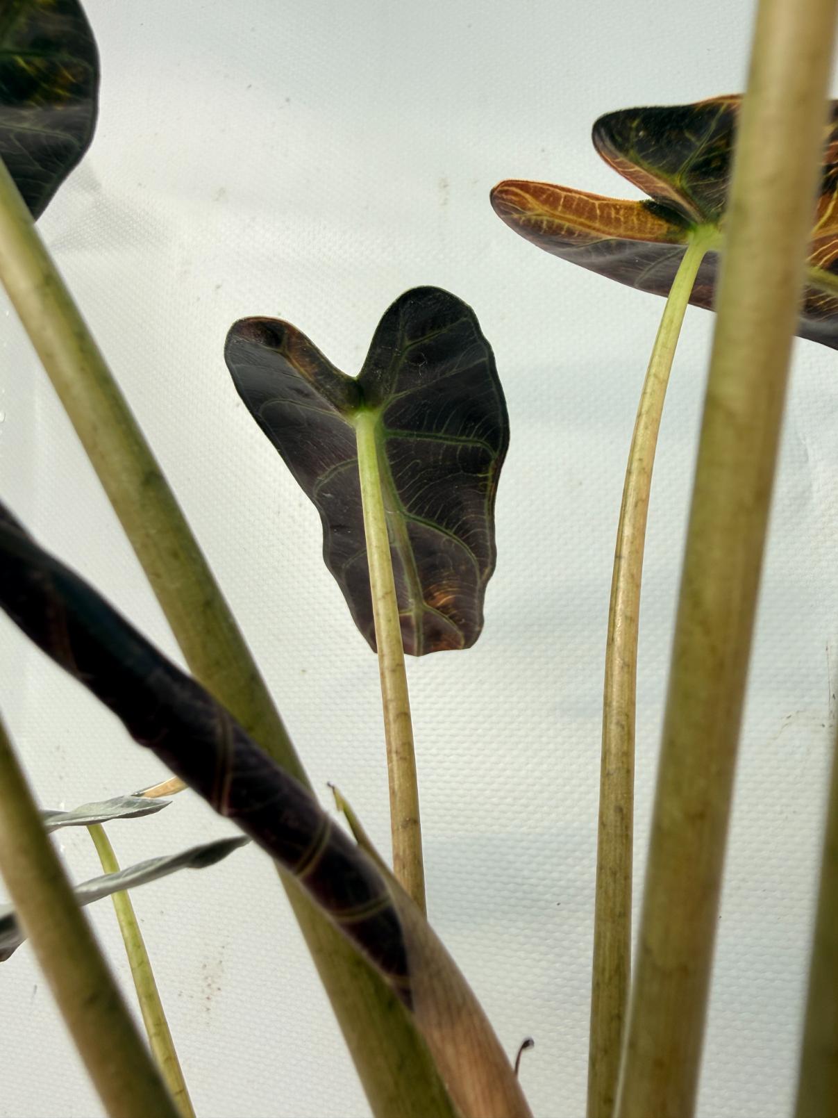 Alocasia Bambino Variegata Aurea 08