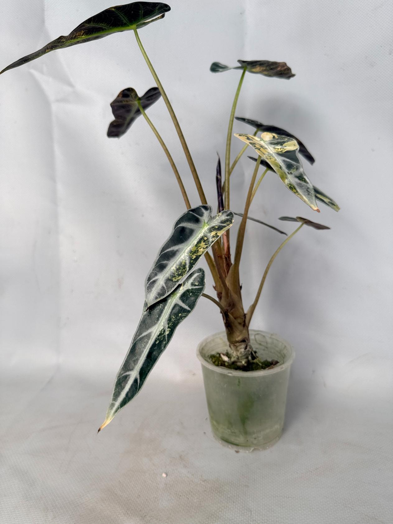 Alocasia Bambino Variegata Aurea 01