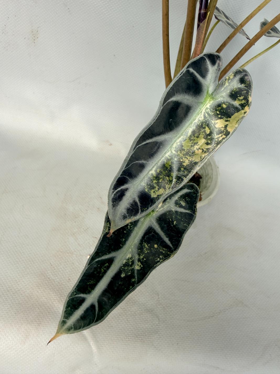 Alocasia Bambino Variegata Aurea 02