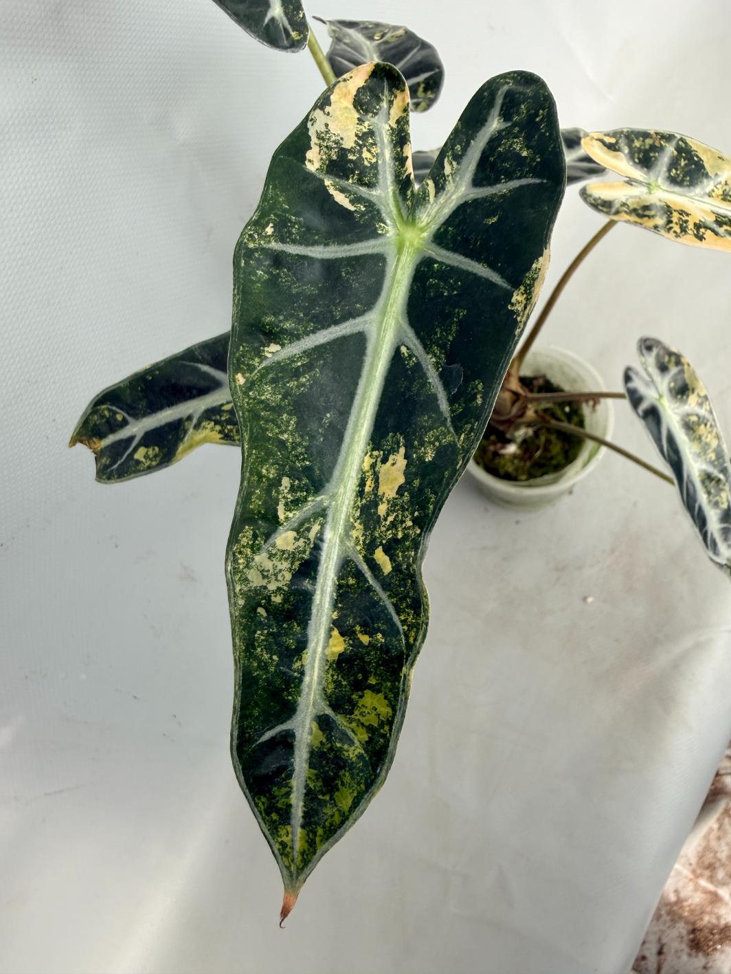 Alocasia Bambino Variegata Aurea 03