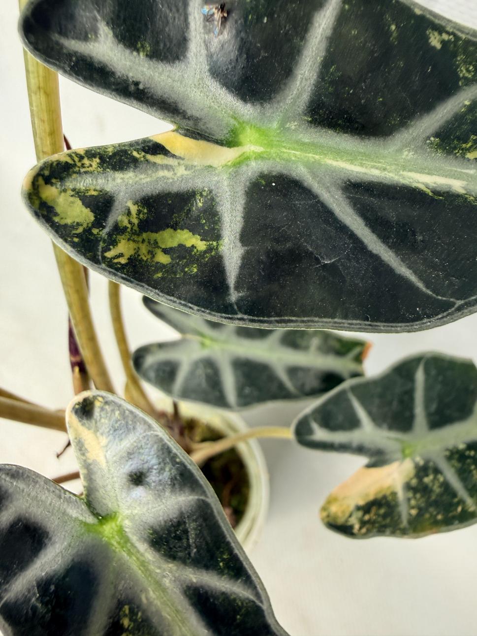 Alocasia Bambino Variegata Aurea 04