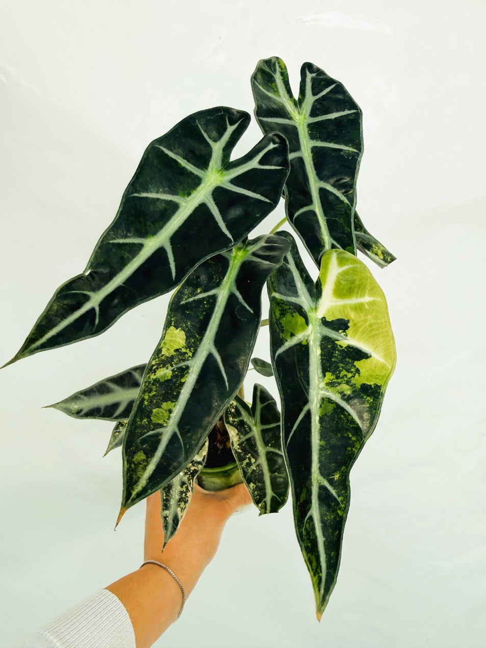 Alocasia_Bambino_Variegata_Aurea