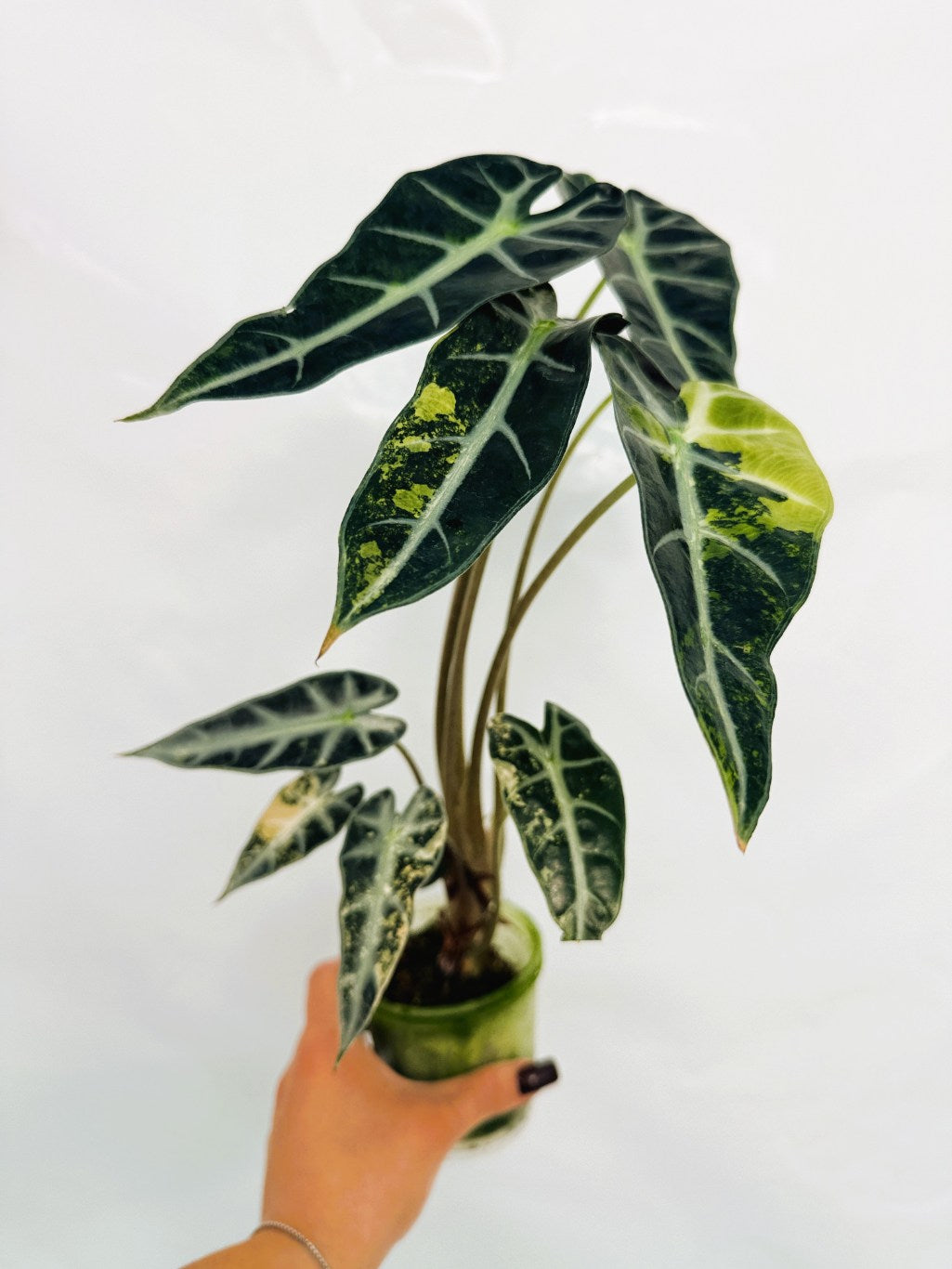 Alocasia_Bambino_Variegata_Aurea