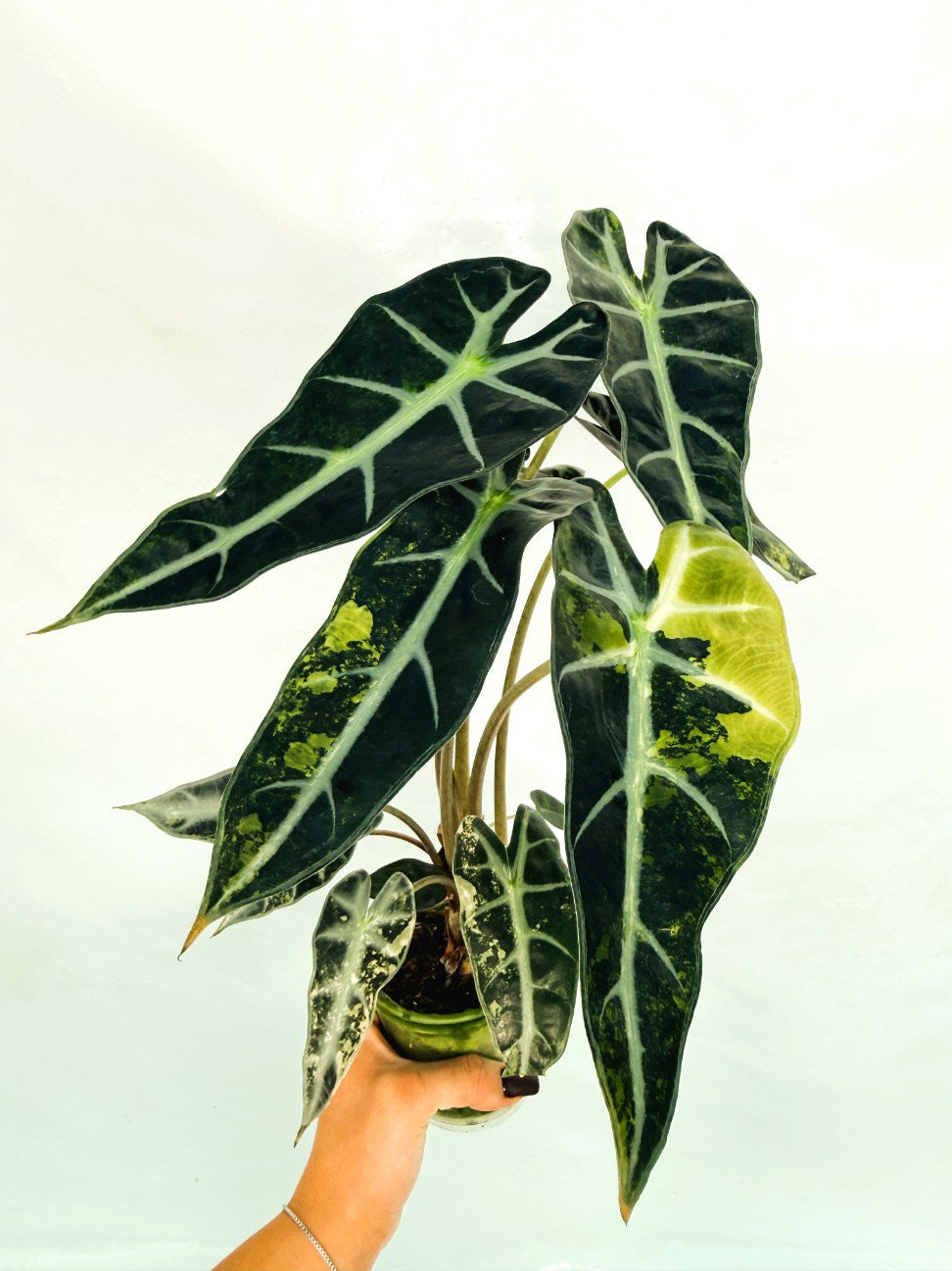 Alocasia_Bambino_Variegata_Aurea
