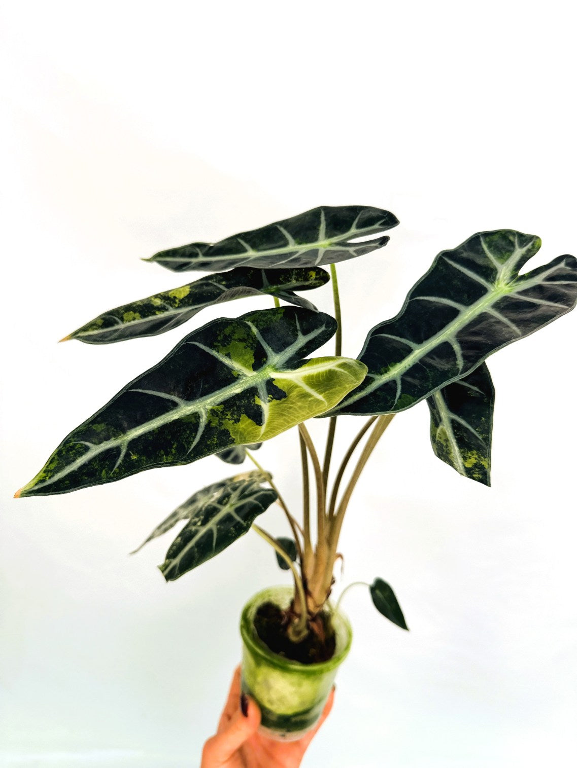 Alocasia_Bambino_Variegata_Aurea
