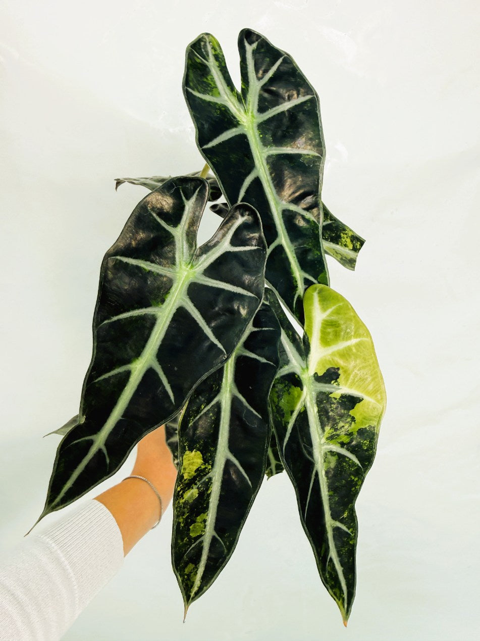 Alocasia_Bambino_Variegata_Aurea