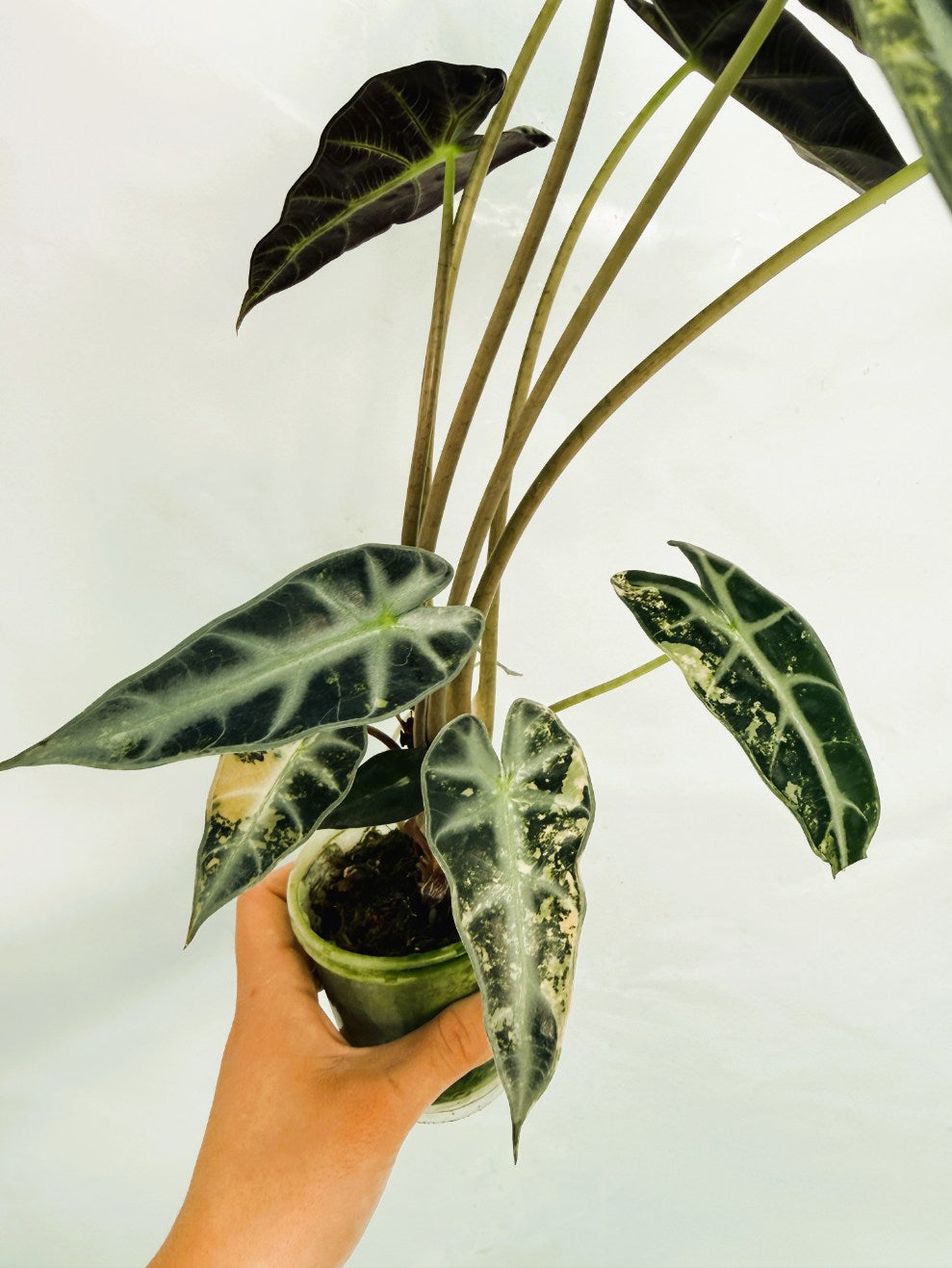 Alocasia_Bambino_Variegata_Aurea