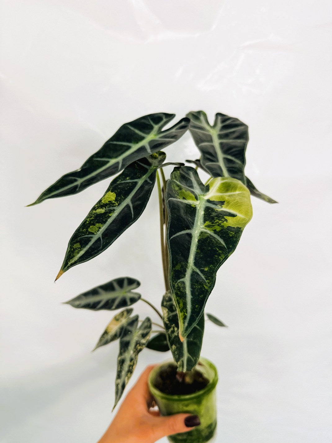 Alocasia_Bambino_Variegata_Aurea