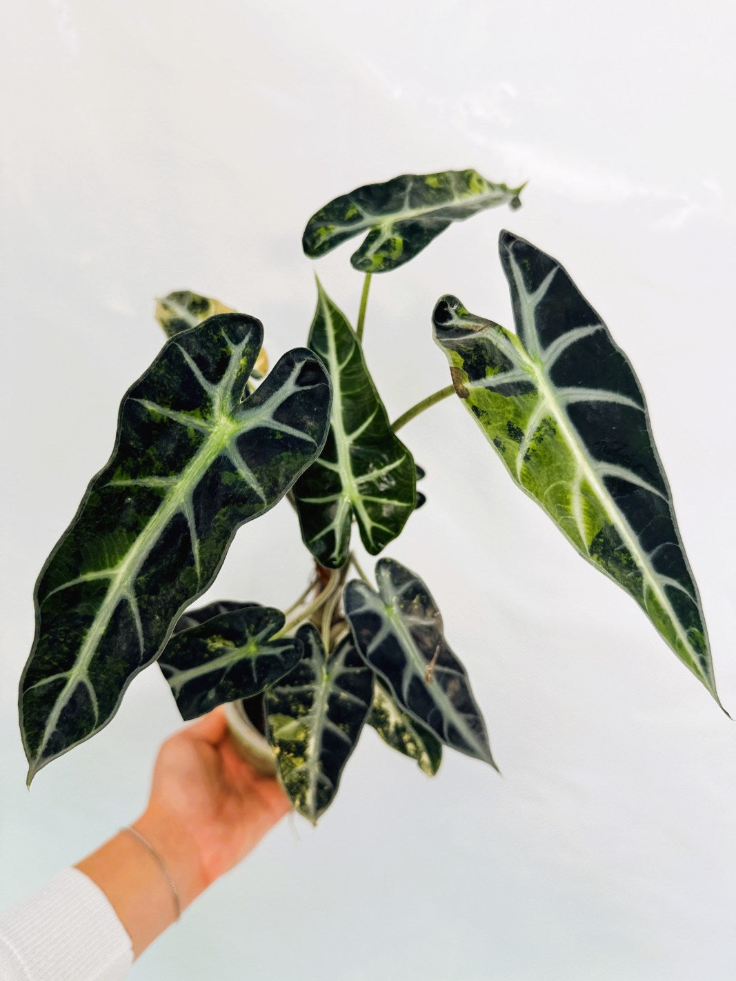 Alocasia_Bambino_Variegata_Aurea