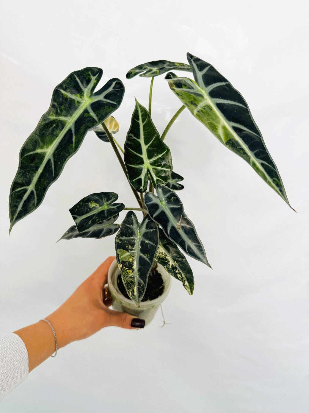 Alocasia_Bambino_Variegata_Aurea
