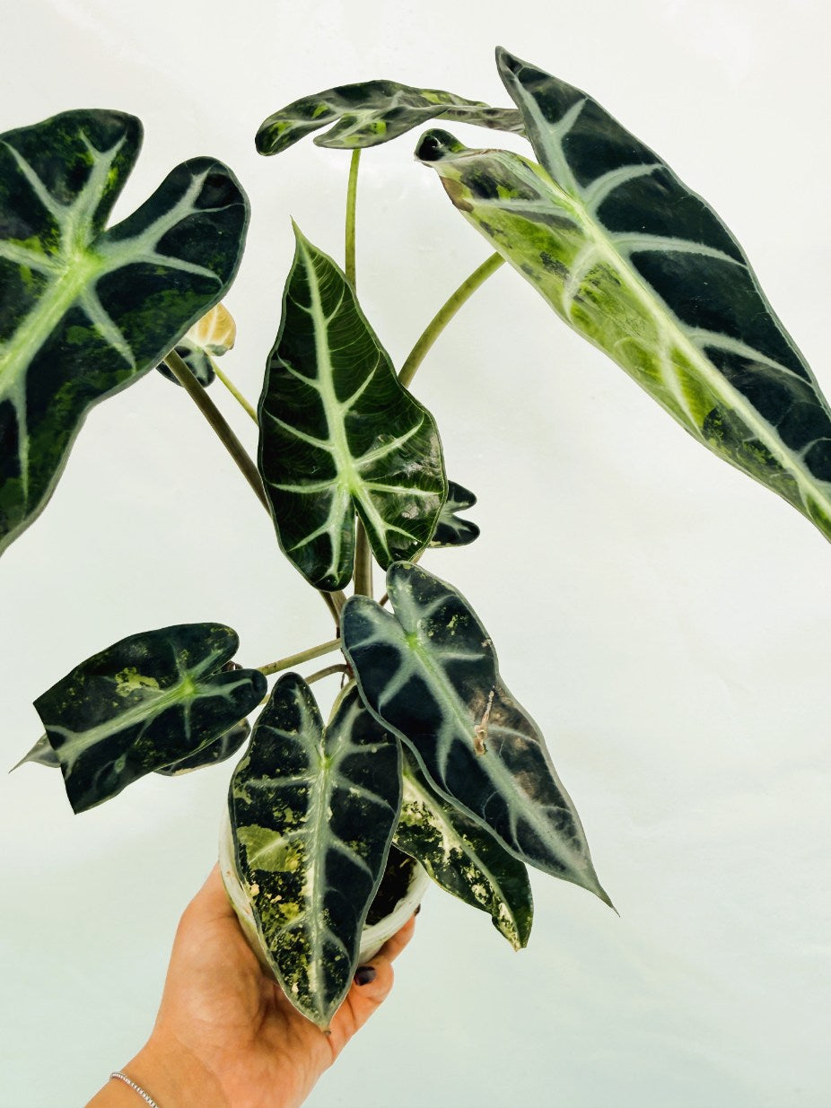 Alocasia_Bambino_Variegata_Aurea
