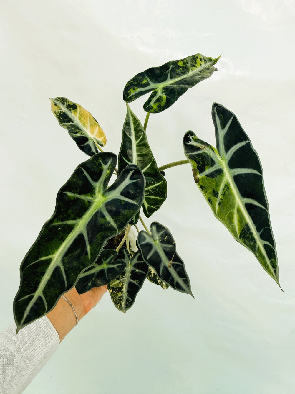 Alocasia_Bambino_Variegata_Aurea