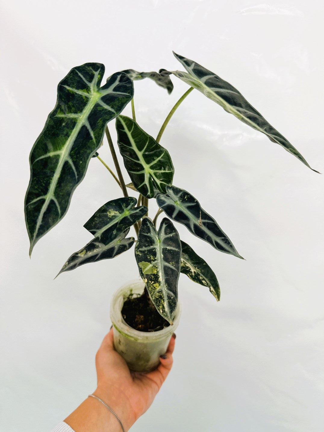 Alocasia_Bambino_Variegata_Aurea