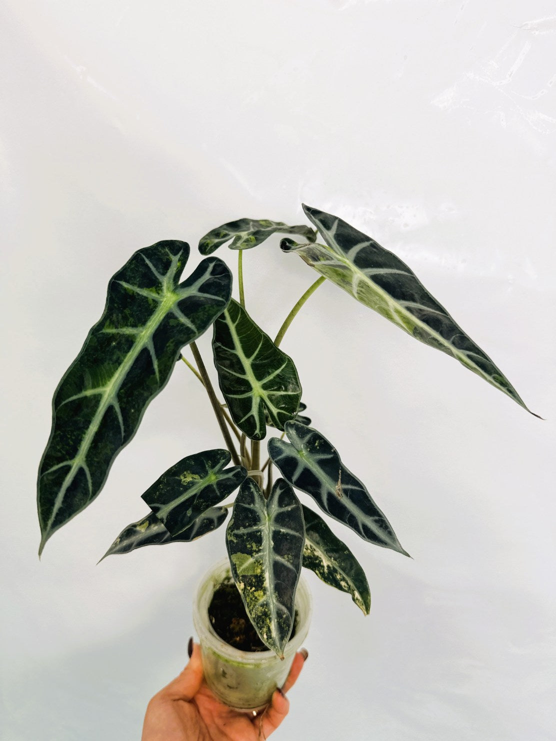 Alocasia_Bambino_Variegata_Aurea