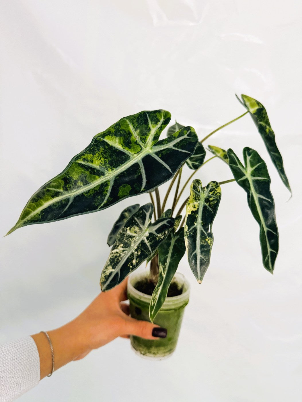 Alocasia_Bambino_Variegata_Aurea