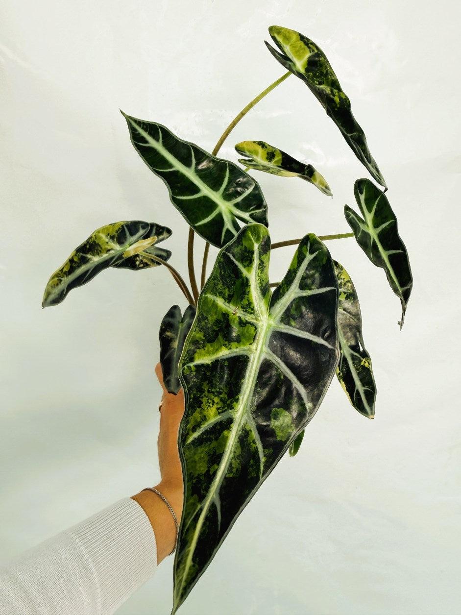Alocasia_Bambino_Variegata_Aurea