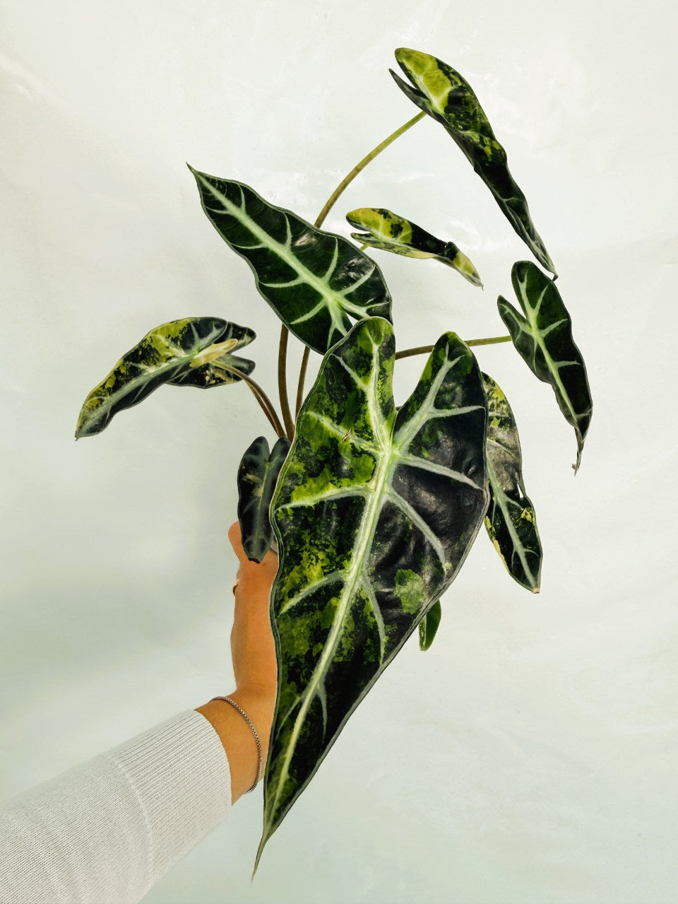 Alocasia_Bambino_Variegata_Aurea