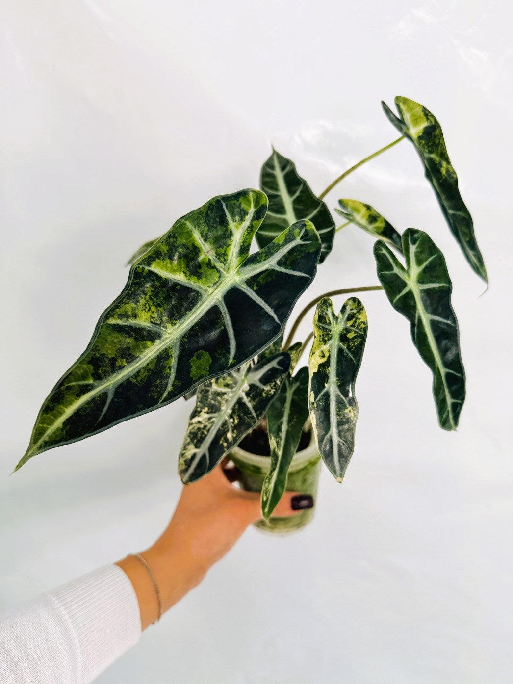 Alocasia_Bambino_Variegata_Aurea