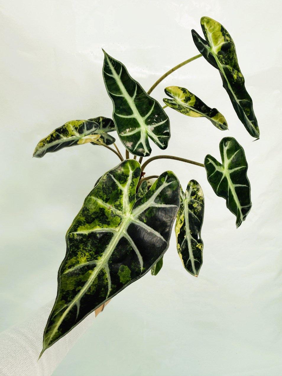 Alocasia_Bambino_Variegata_Aurea