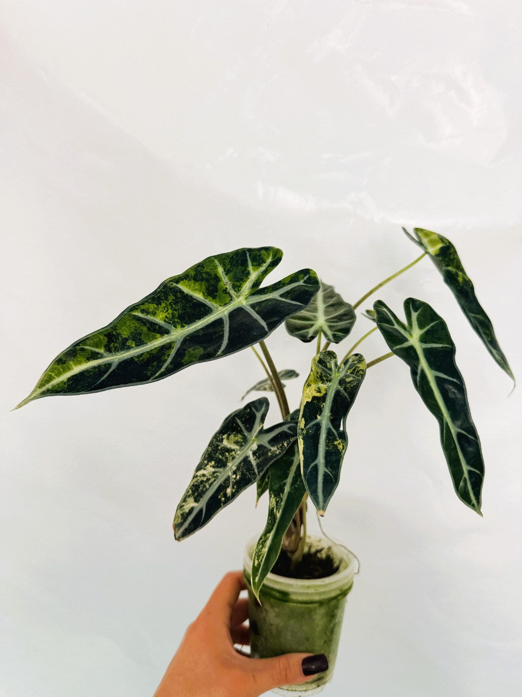 Alocasia_Bambino_Variegata_Aurea
