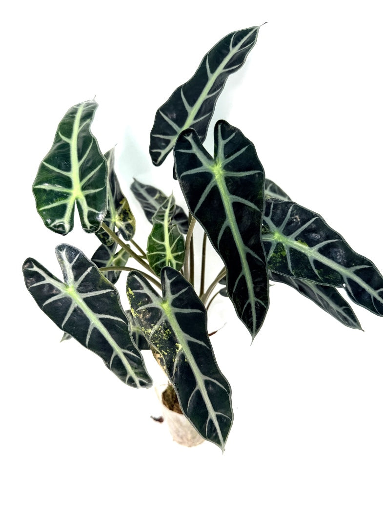 alocasia_Bambino_Variegata_Aurea