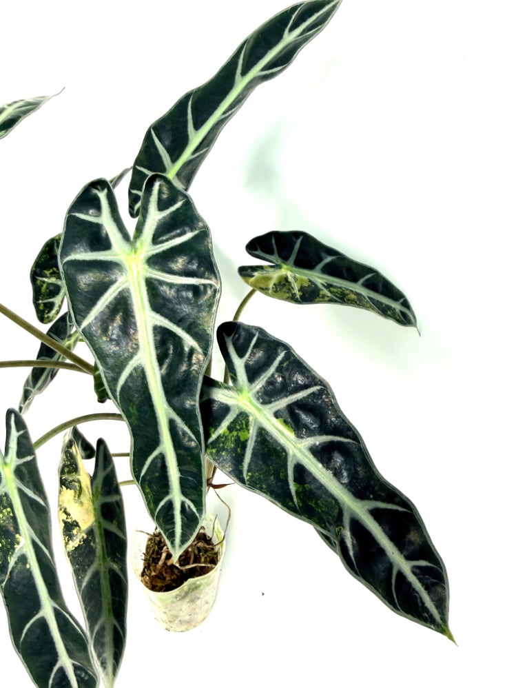 alocasia_Bambino_Variegata_Aurea