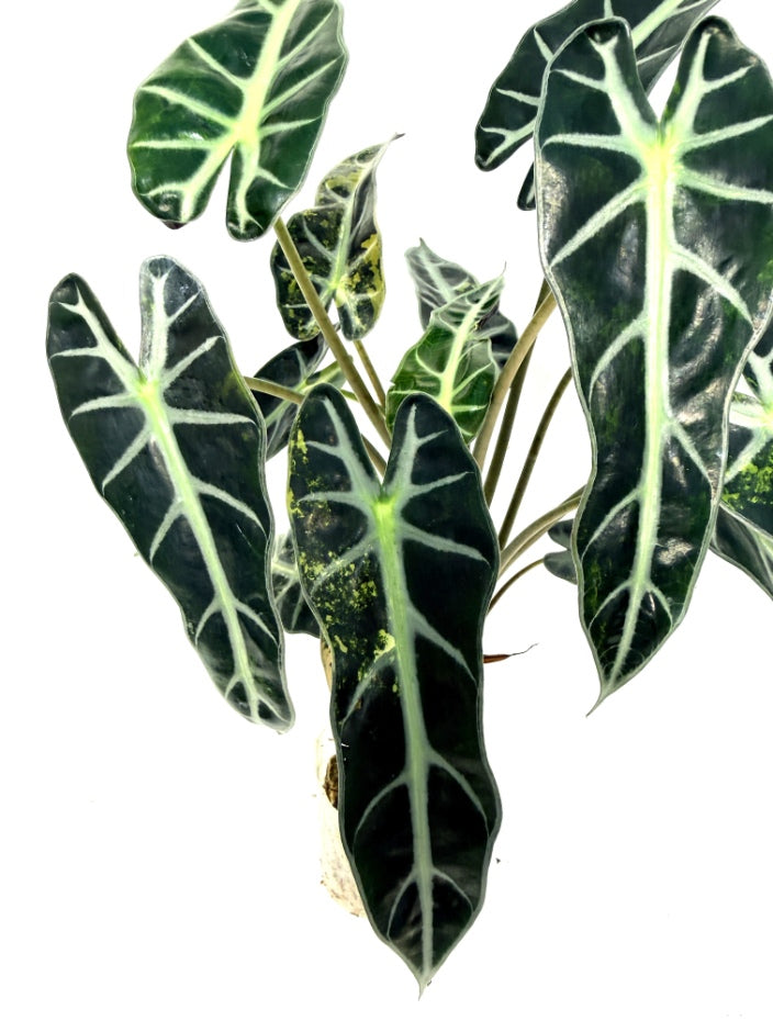 alocasia_Bambino_Variegata_Aurea
