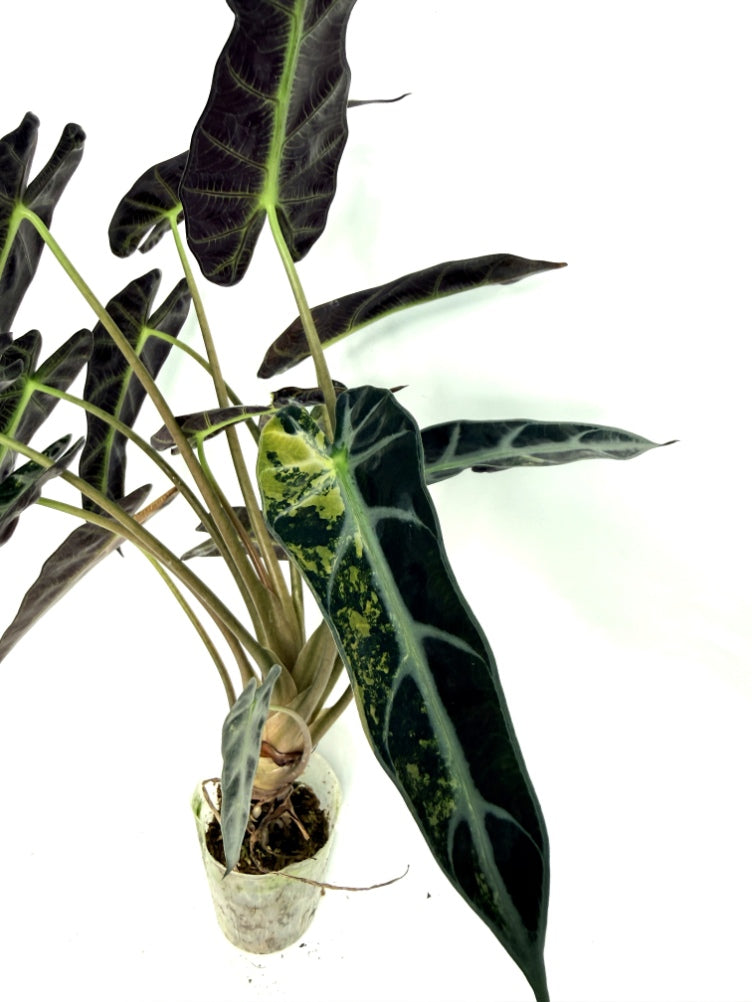 alocasia_Bambino_Variegata_Aurea