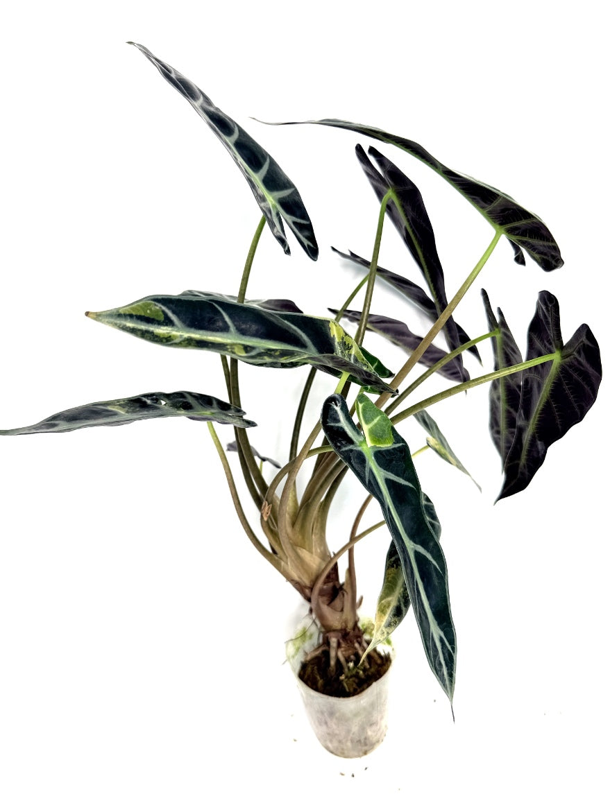 alocasia_Bambino_Variegata_Aurea