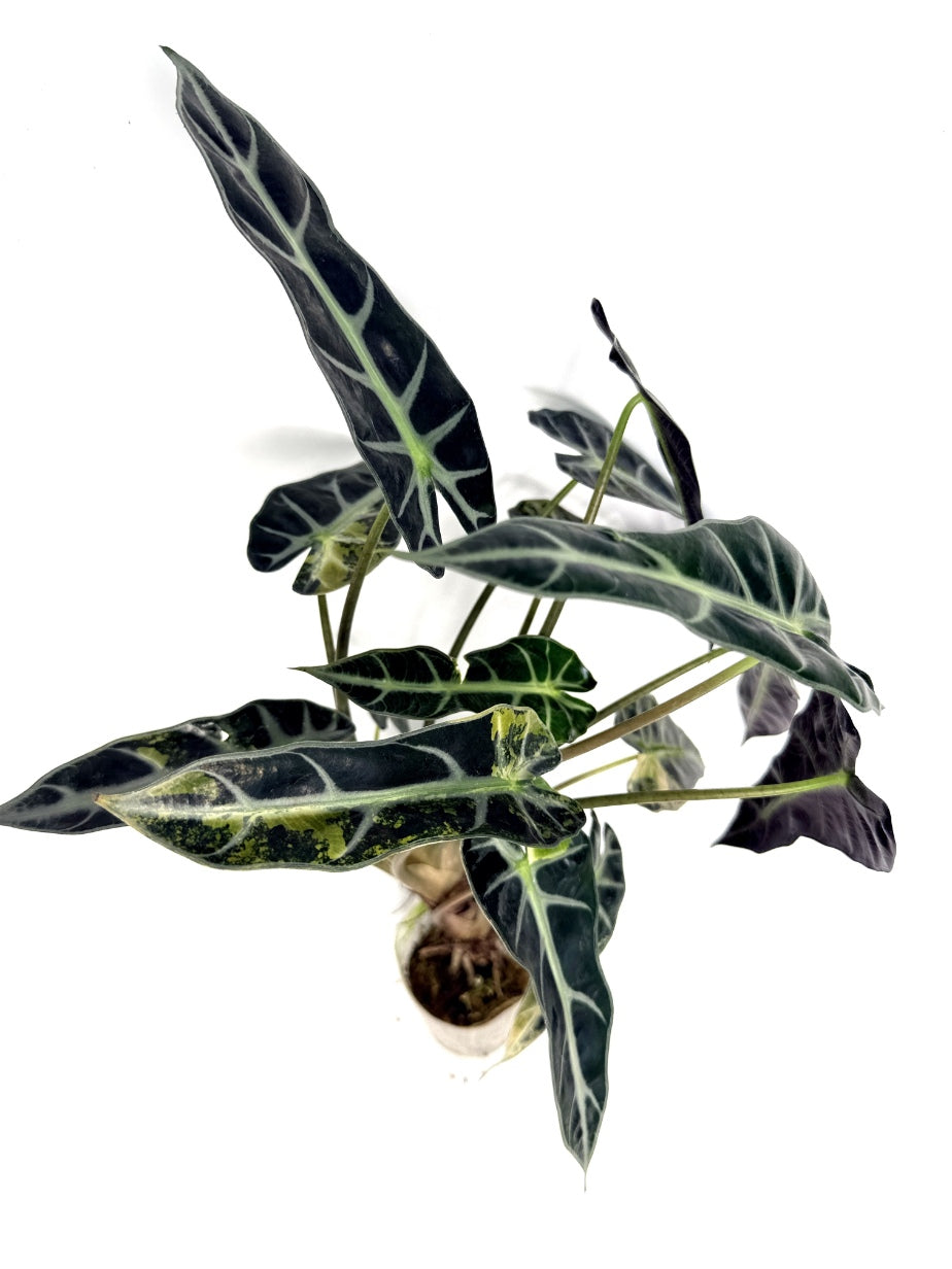 alocasia_Bambino_Variegata_Aurea