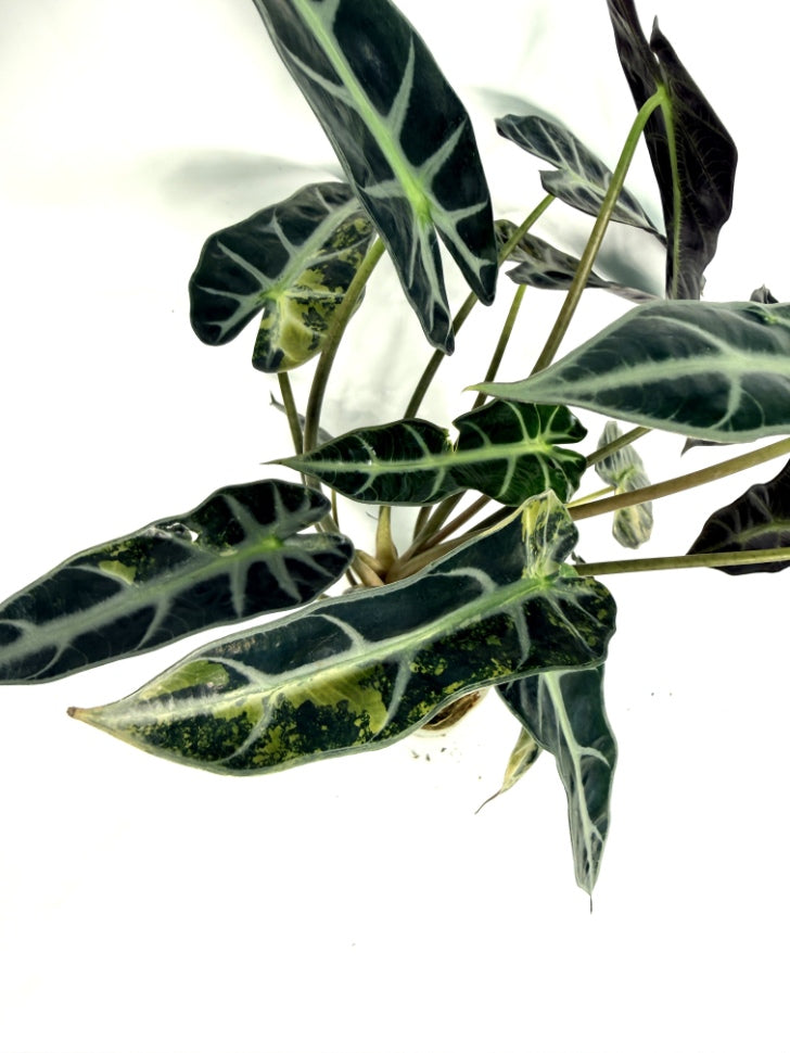 alocasia_Bambino_Variegata_Aurea