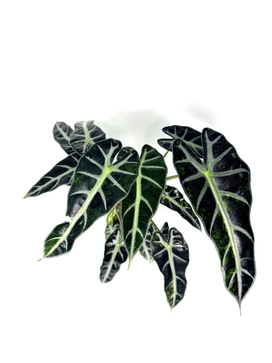 alocasia_Bambino_Variegata_Aurea