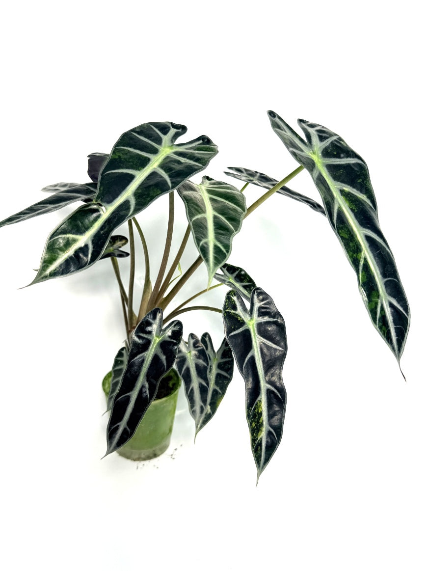 alocasia_Bambino_Variegata_Aurea