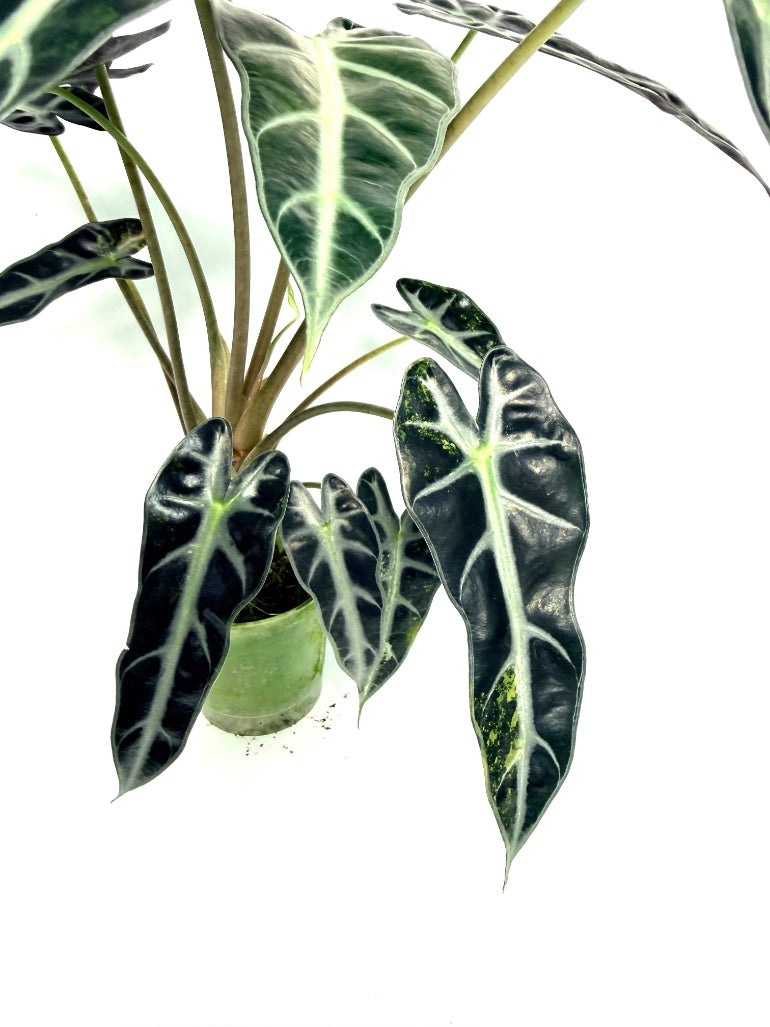 alocasia_Bambino_Variegata_Aurea