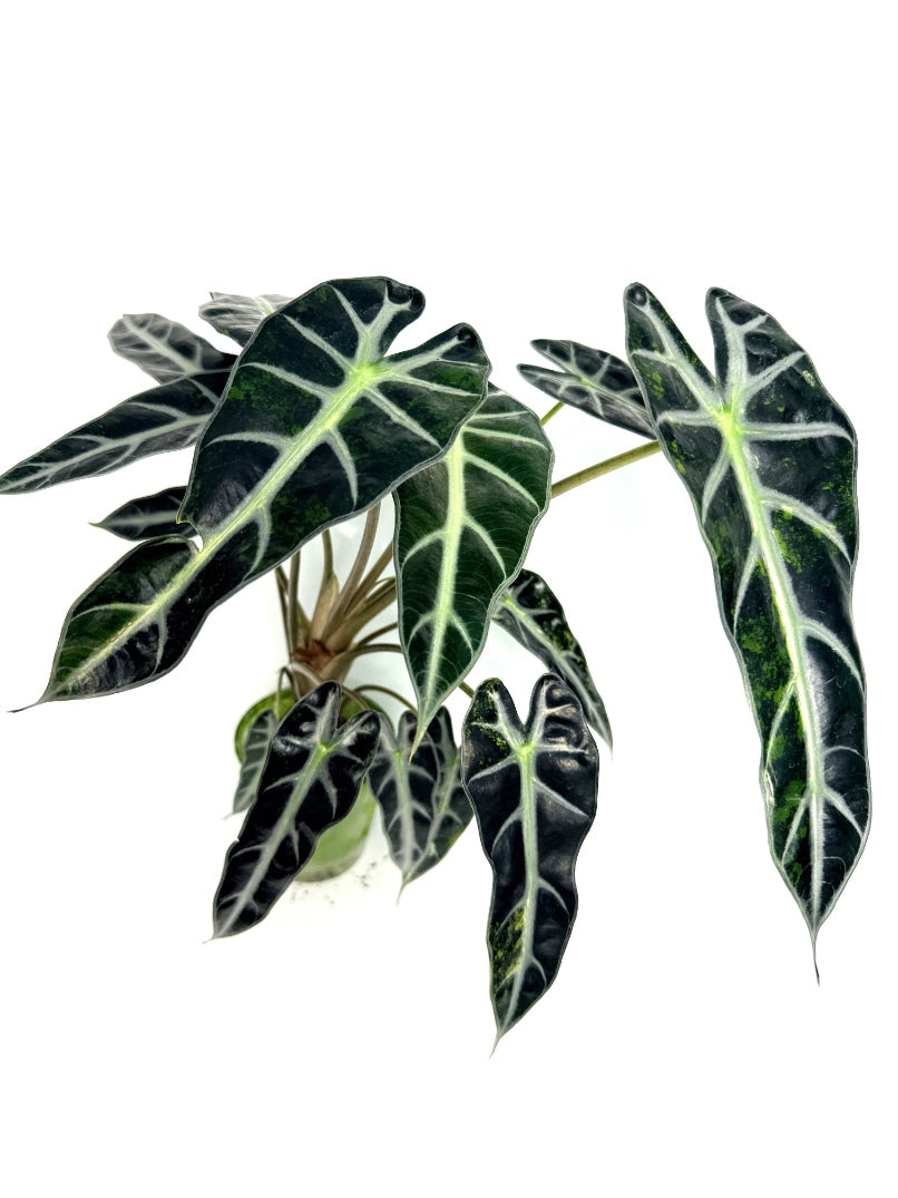 alocasia_Bambino_Variegata_Aurea