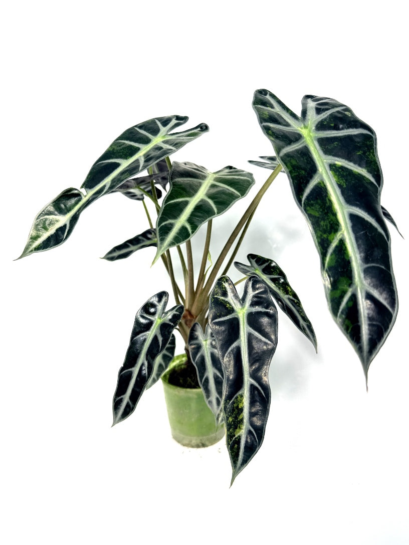 alocasia_Bambino_Variegata_Aurea