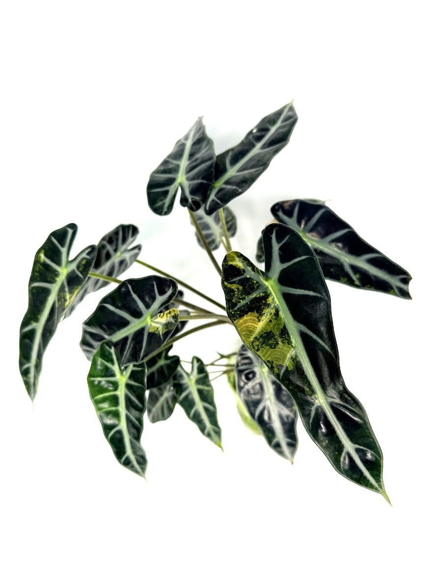 alocasia_Bambino_Variegata_Aurea