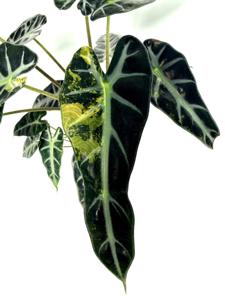 alocasia_Bambino_Variegata_Aurea
