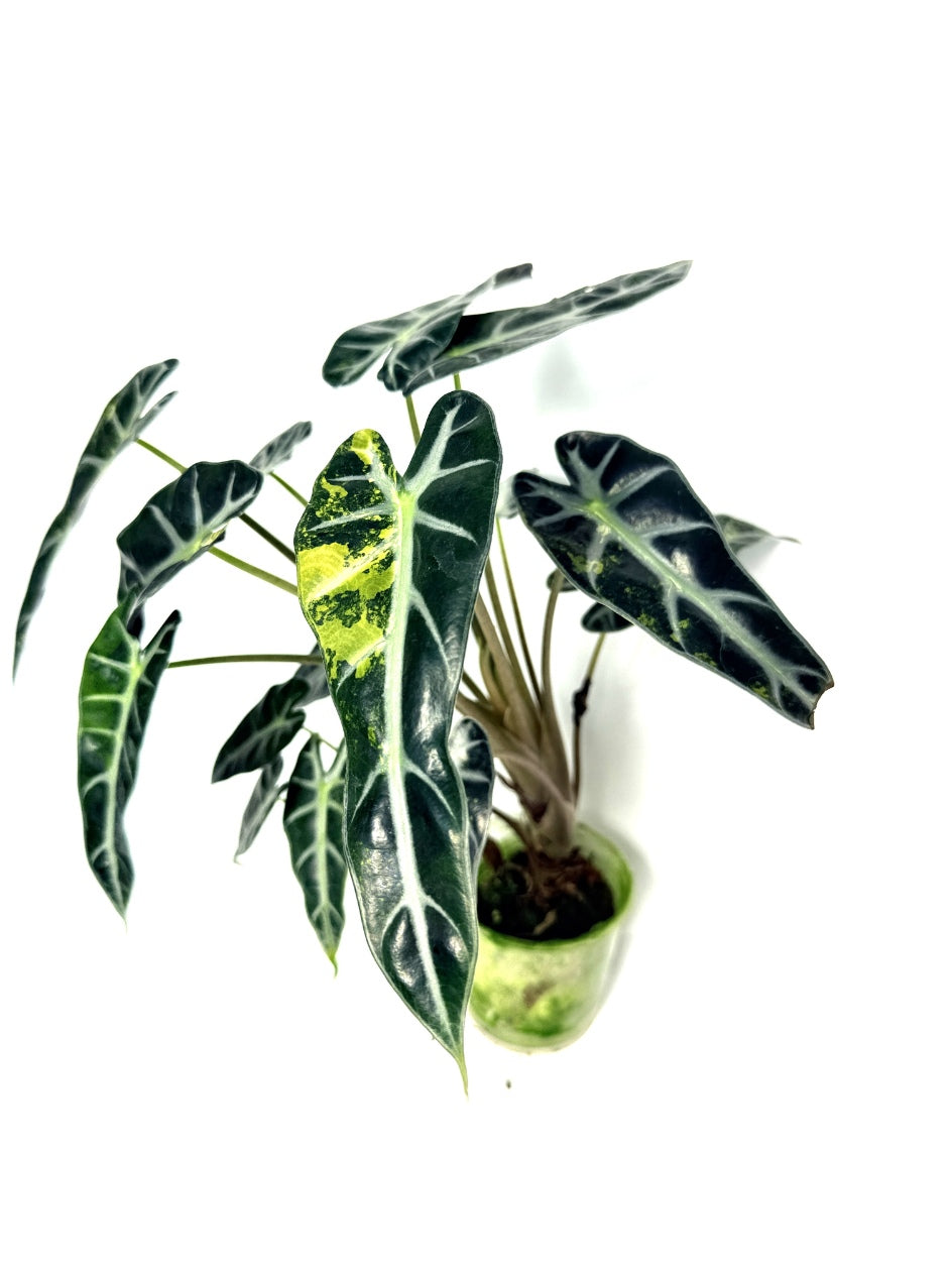 alocasia_Bambino_Variegata_Aurea