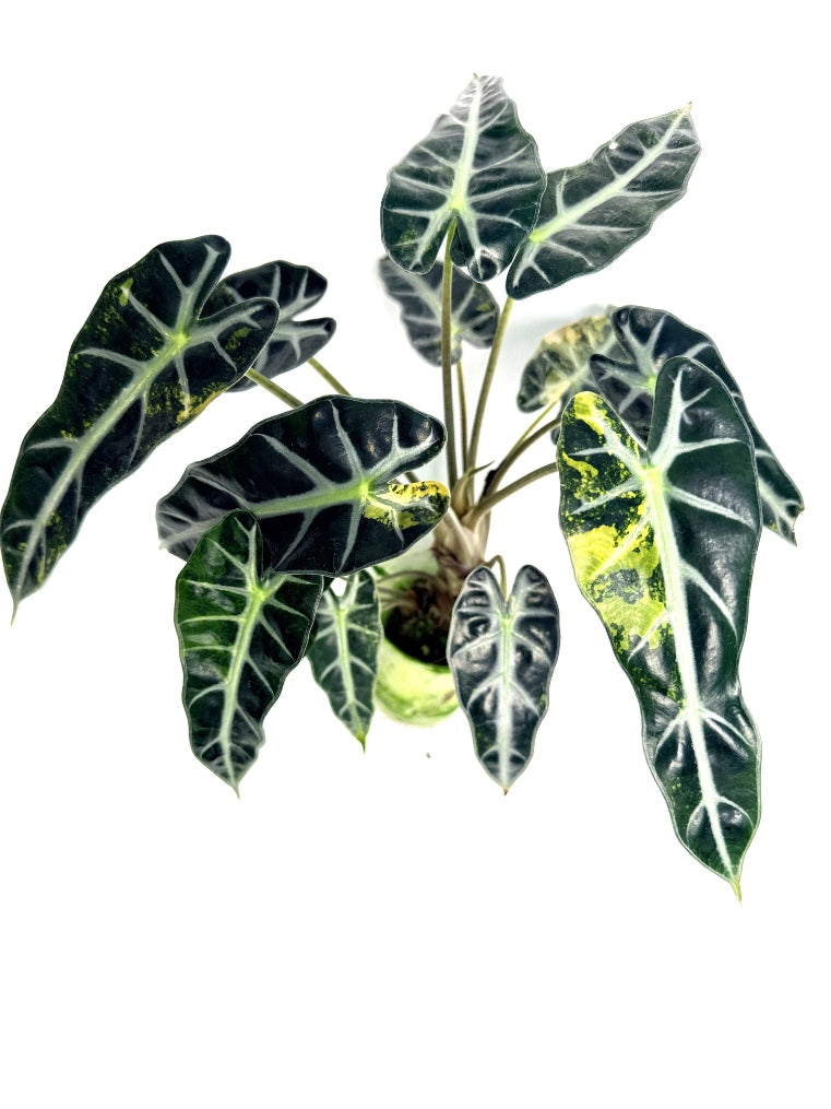 alocasia_Bambino_Variegata_Aurea