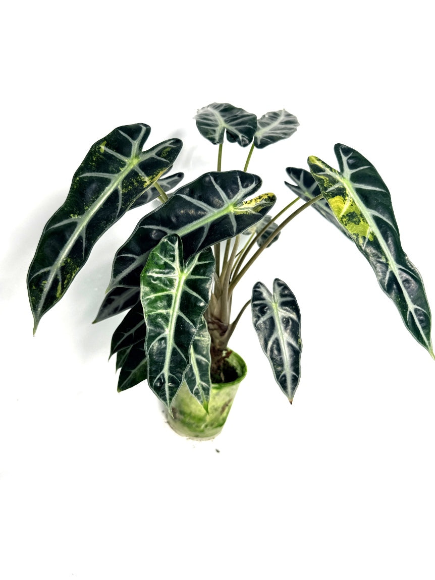 alocasia_Bambino_Variegata_Aurea