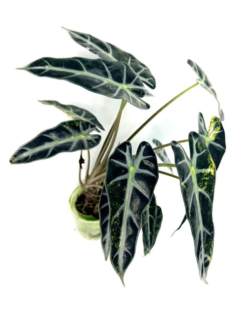 alocasia_Bambino_Variegata_Aurea