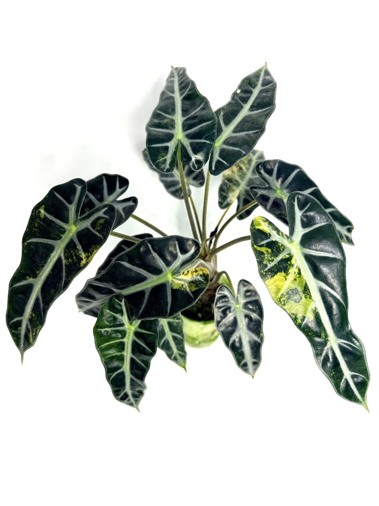 alocasia_Bambino_Variegata_Aurea