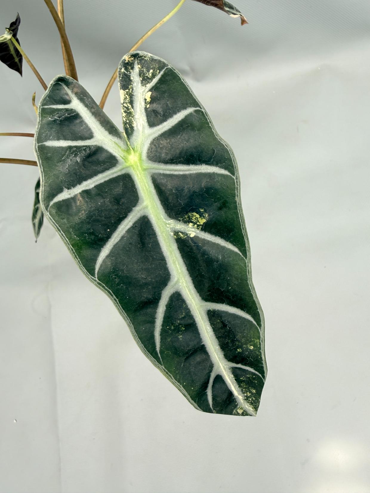 Alocasia Bambino Variegata Aurea 8